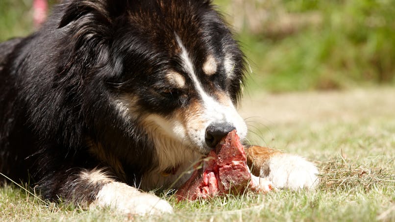 Pourquoi il faut éviter de donner de la viande crue à son chien
