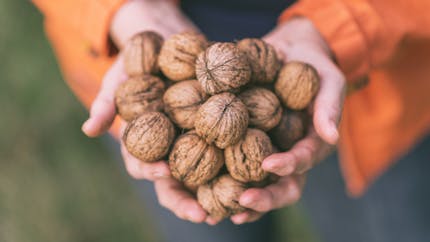 Une poignée de noix chaque jour pour prendre soin de sa santé cognitive