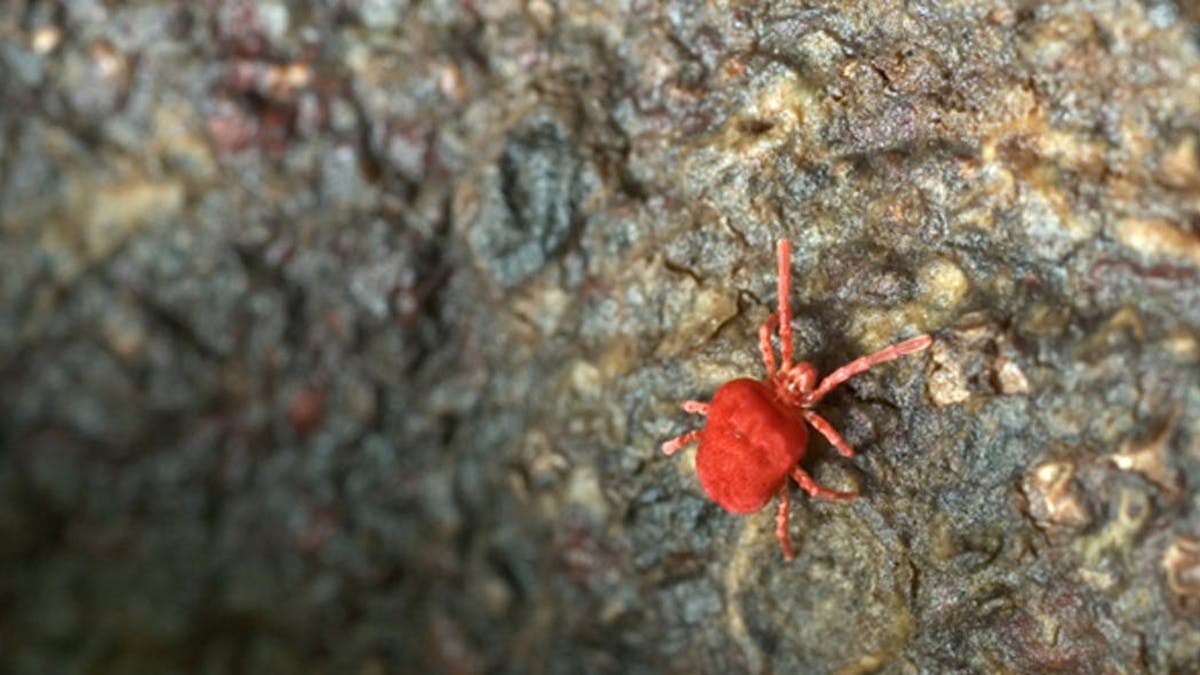 Piqure D Acarien Prevention Symptome Traitement Sante Magazine Piqure D Acarien Prevention Symptome Traitement Sante Magazine