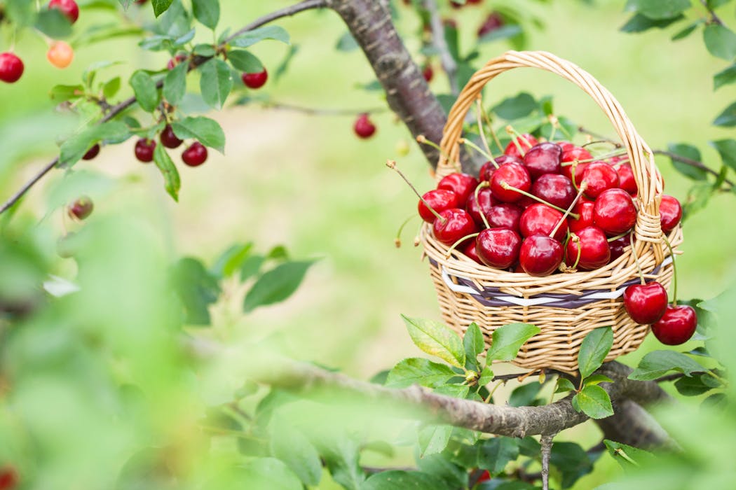 La cola de cereza es diurética.