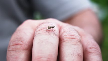6 signes d'allergie aux piqûres de moustique