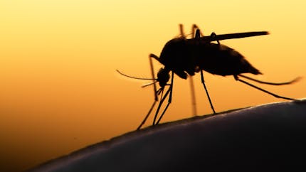 Comment se transmet le paludisme ?