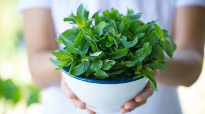 Pourquoi la menthe nous rafraîchit-elle ?