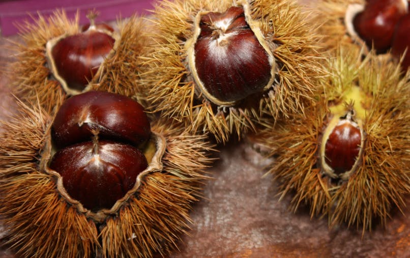 Marron Ou Chataigne Le Point De L Anses Pour Eviter Les Intoxications Sante Magazine Marron Ou Chataigne Le Point De L Anses Pour Eviter Les Intoxications Sante Magazine