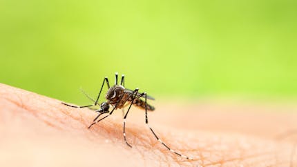 Var : un 2e cas autochtone de Zika détecté, les autorités détaillent les gestes de prévention