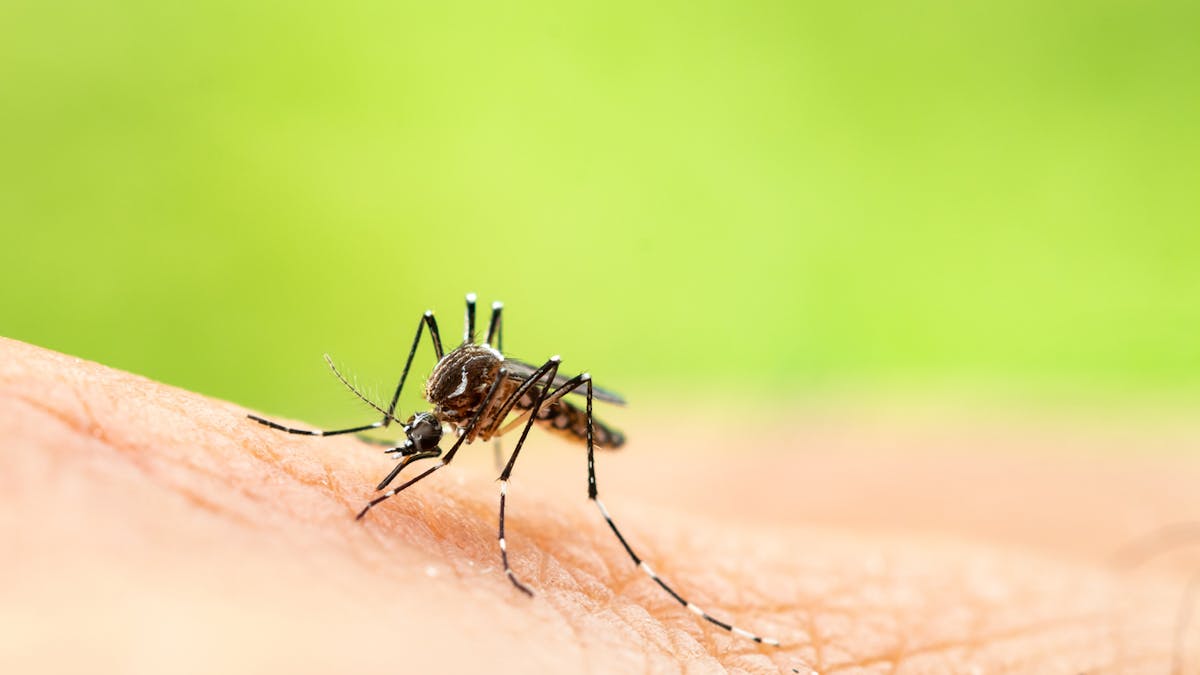Zika : un 2e cas autochtone détecté dans le Var, les gestes de prévention