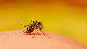 Var : un 3e cas de virus Zika signalé, une enquête lancée mi-novembre