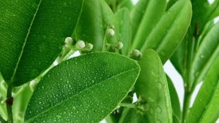 L’huile essentielle de ravintsara?, un antiviral naturel et puissant