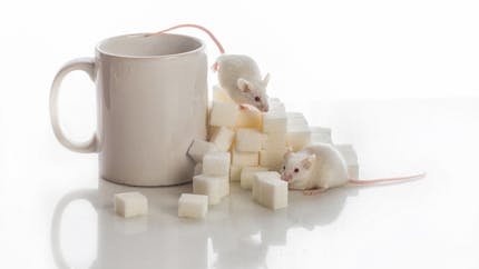 Diabète : des chercheurs parviennent à guérir des souris grâce à l’usage de cellules souches