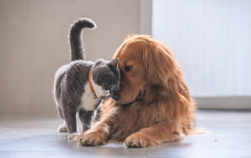 Coronavirus Et Animaux De Compagnie Comment Gerer Le Confinement Sante Magazine Coronavirus Et Animaux De Compagnie Comment Gerer Le Confinement Sante Magazine