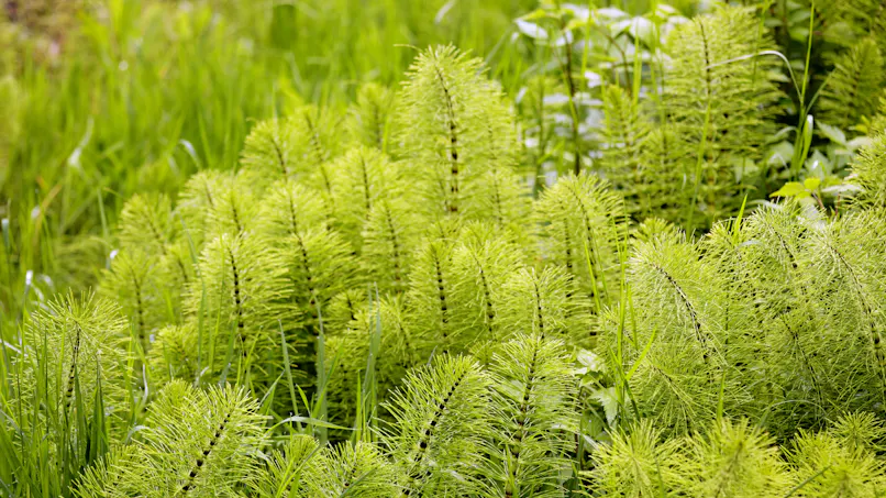 Prêle des champs : propriétés, contre-indications, mode d’emploi ...