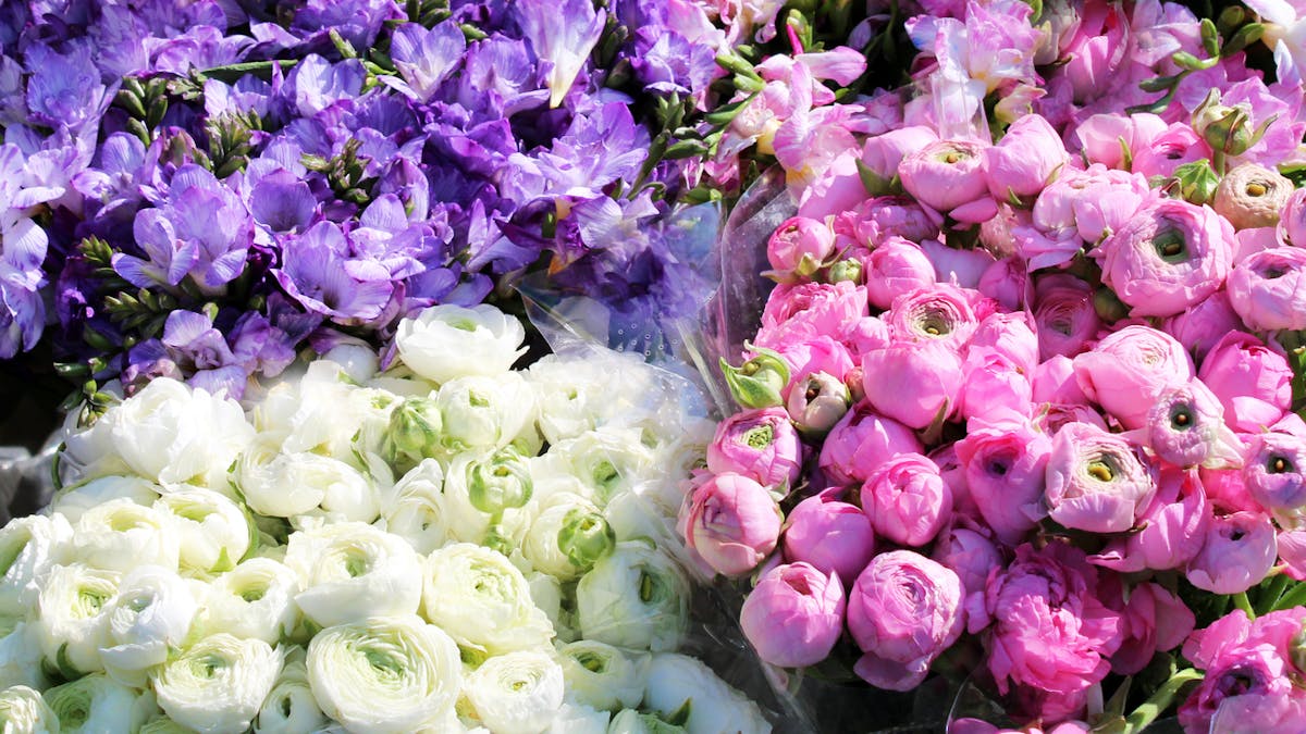 Langage Des Fleurs En Amour Quelle Plante Pour Quel Sentiment Sante Magazine Langage Des Fleurs En Amour Quelle Plante Pour Quel Sentiment Sante Magazine