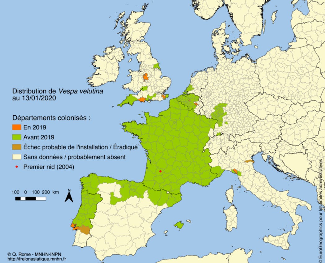 Progression du frelon asiatique en Europe au cours de l'année 2019