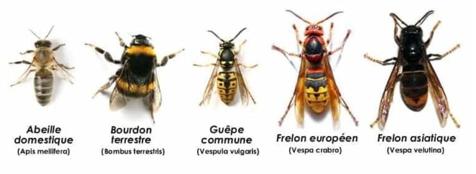 Piqure De Guepe Frelon Et Bourdon Comment Reagir Sante Magazine Piqure De Guepe Frelon Et Bourdon Comment Reagir Sante Magazine