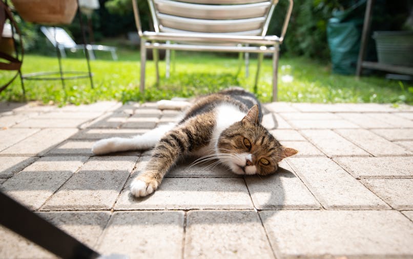 Canicule Et Animaux Proteger Son Chat Ou Chien De La Chaleur Sante Magazine Canicule Et Animaux Proteger Son Chat Ou Chien De La Chaleur Sante Magazine