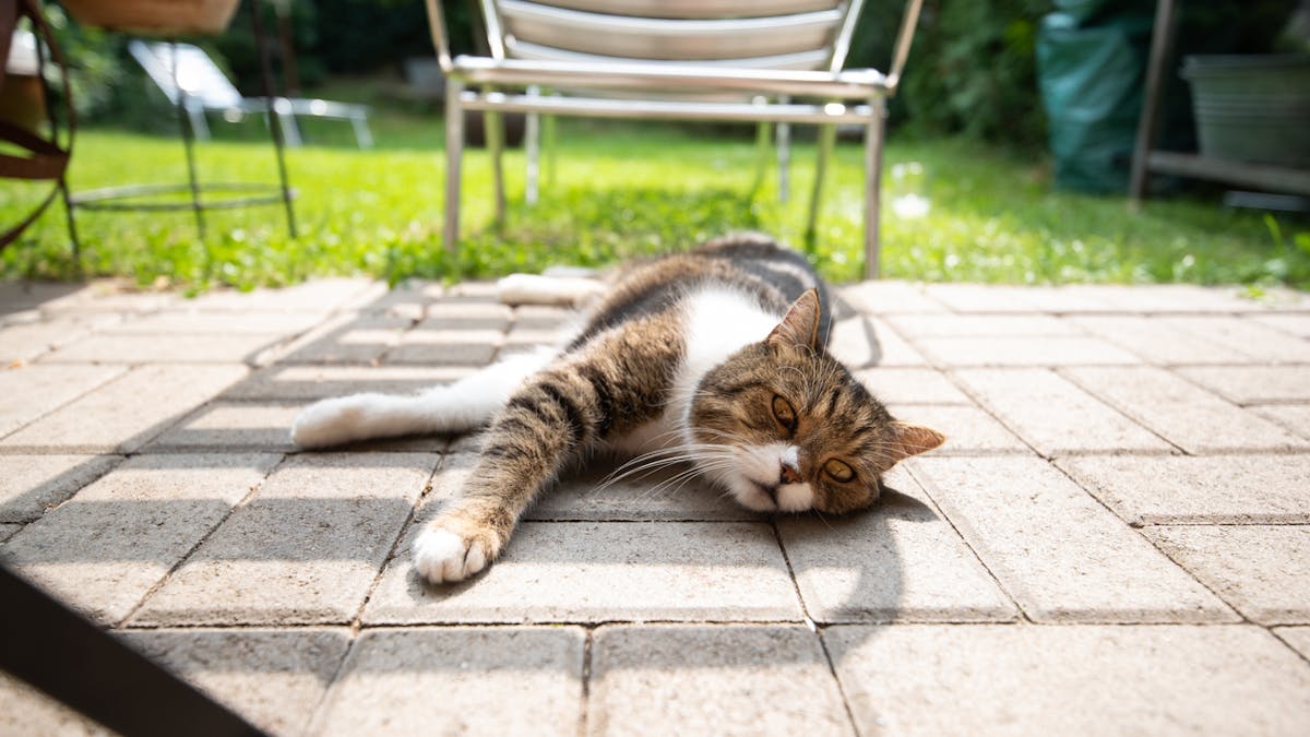 Canicule Et Animaux Proteger Son Chat Ou Chien De La Chaleur Sante Magazine Canicule Et Animaux Proteger Son Chat Ou Chien De La Chaleur Sante Magazine