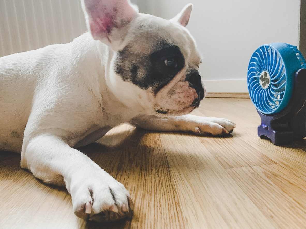 Canicule et animaux : protéger son chat ou chien de la chaleur 
