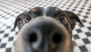 Covid-19: trois chercheurs alsaciens veulent former les chiens au dépistage