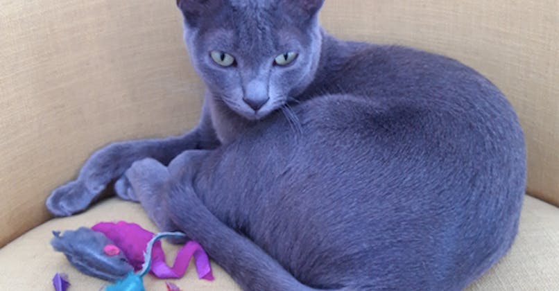 Eczema Chez Le Chat Comment Le Reconnaitre Et Le Soigner Sante Magazine Eczema Chez Le Chat Comment Le Reconnaitre Et Le Soigner Sante Magazine