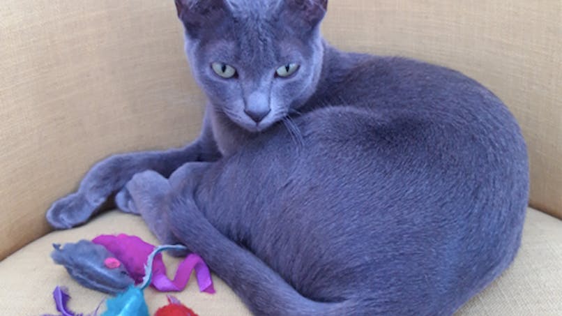 Eczema Chez Le Chat Comment Le Reconnaitre Et Le Soigner Sante Magazine Eczema Chez Le Chat Comment Le Reconnaitre Et Le Soigner Sante Magazine