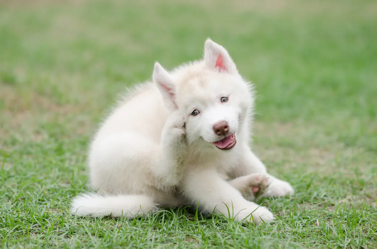 Eczéma chez le chien : causes, traitements et solutions naturelles