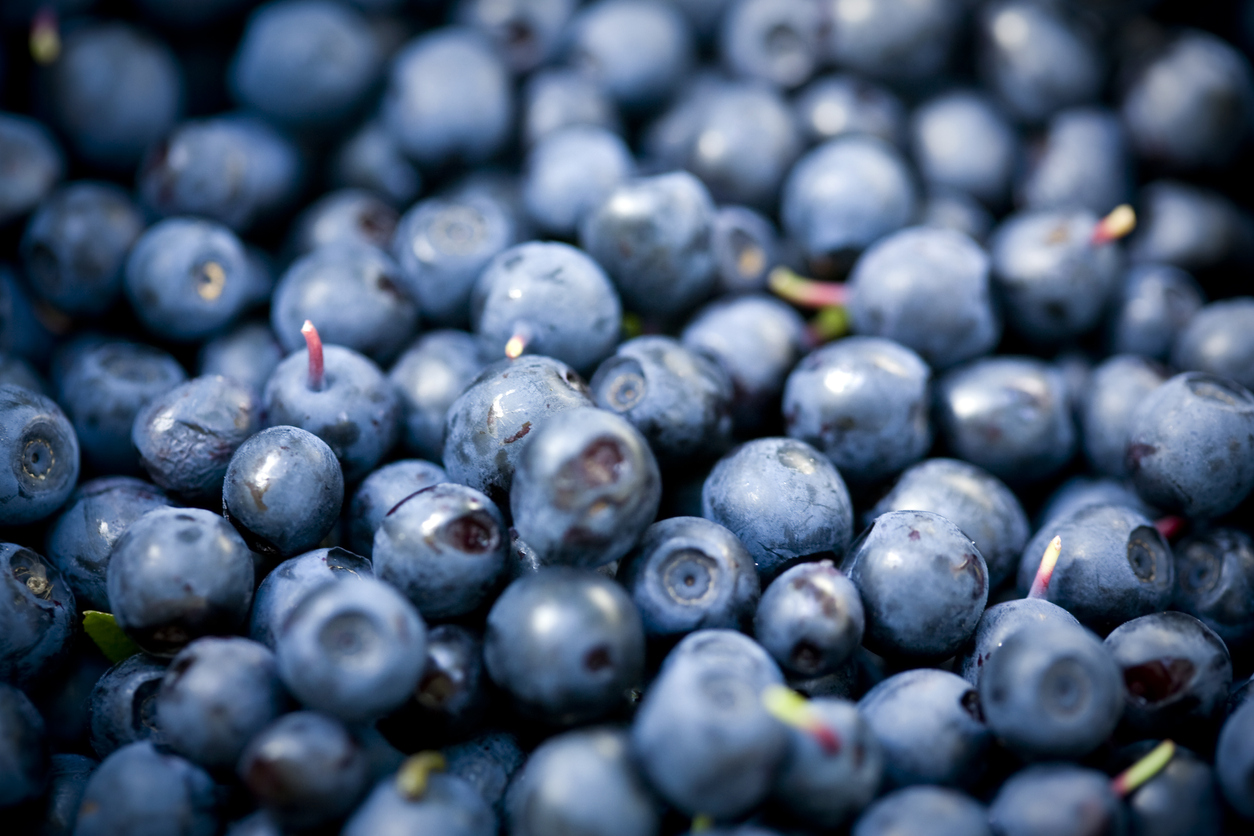Consommer des myrtilles au quotidien est bon pour les muscles Santé Magazine