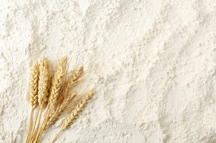 Farine complète : quelles différences avec la farine blanche ?