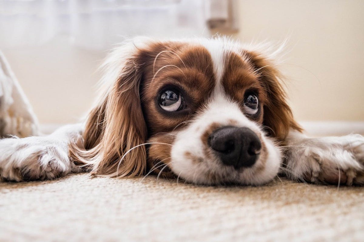 Comment soigner mon chien constipé ? | Santé Magazine
