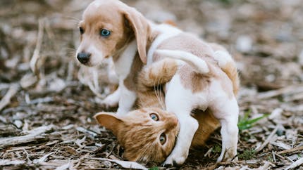 La teigne chez le chat et le chien : la reconnaître, la traiter
