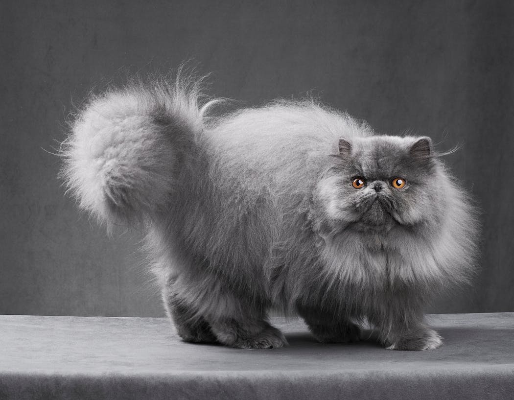Teigne Chez Le Chat Et Le Chien Signes Traitements Precautions A Prendre Sante Magazine Teigne Chez Le Chat Et Le Chien Signes Traitements Precautions A Prendre Sante Magazine