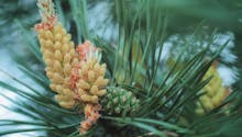 Le pin sylvestre : l'ami de nos voies respiratoires