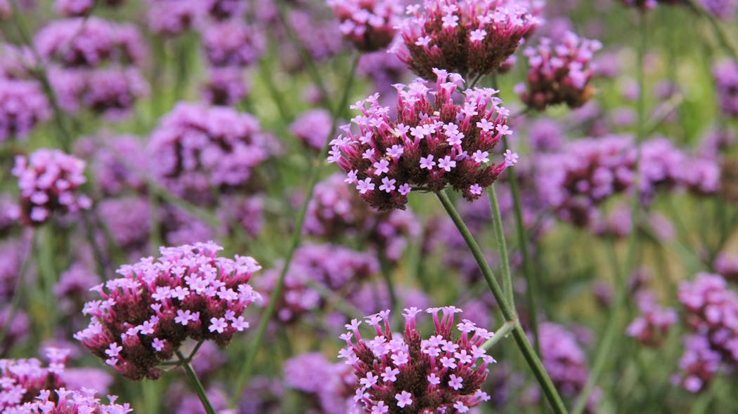 Verveine officinale quels sont ses bienfaits santé ? Santé Magazine Verveine officinale quels sont ses bienfaits santé ? Santé Magazine