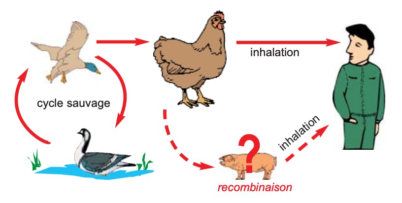 Comment se transmet la grippe aviaire ? 