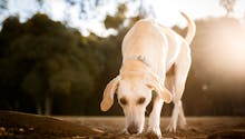 COVID-19 : des chiens capables de « flairer » la maladie chez des patients