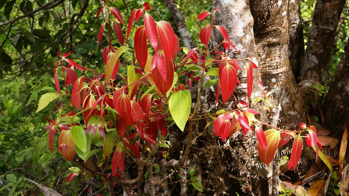 Huile Essentielle De Cannelle De Ceylan Cinnamomum Zylanicum Ou Cinnamomum Verum Ses Bienfaits Sante Magazine Huile Essentielle De Cannelle De Ceylan Cinnamomum Zylanicum Ou Cinnamomum Verum Ses Bienfaits Sante Magazine
