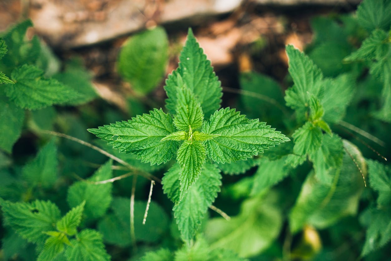 Quelles plantes pour lutter naturellement contre la fatigue ?  Santé