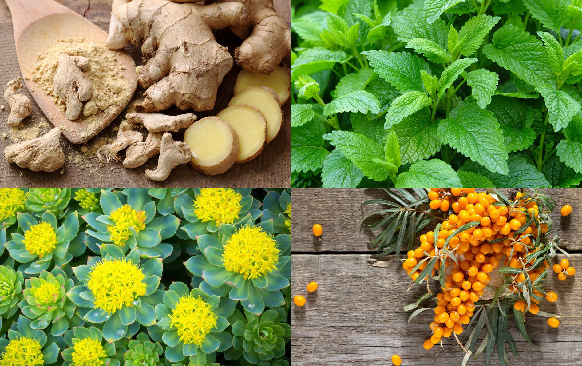 Quelles plantes pour lutter naturellement contre la fatigue ?  Santé