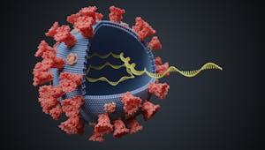 Mutation du coronavirus : pas de sur-risque pour les enfants, rassurent les pédiatres britanniques