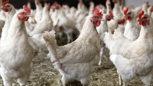 Grippe aviaire : où en est l'épidémie en France ? transmission à l'Homme ? symptômes ?