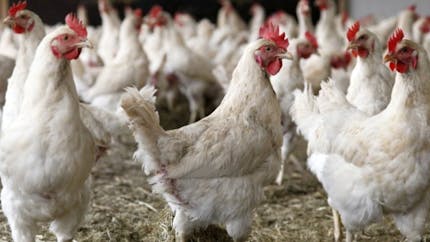 Grippe aviaire : où en est l'épidémie en France ? transmission à l'Homme ? symptômes ?
