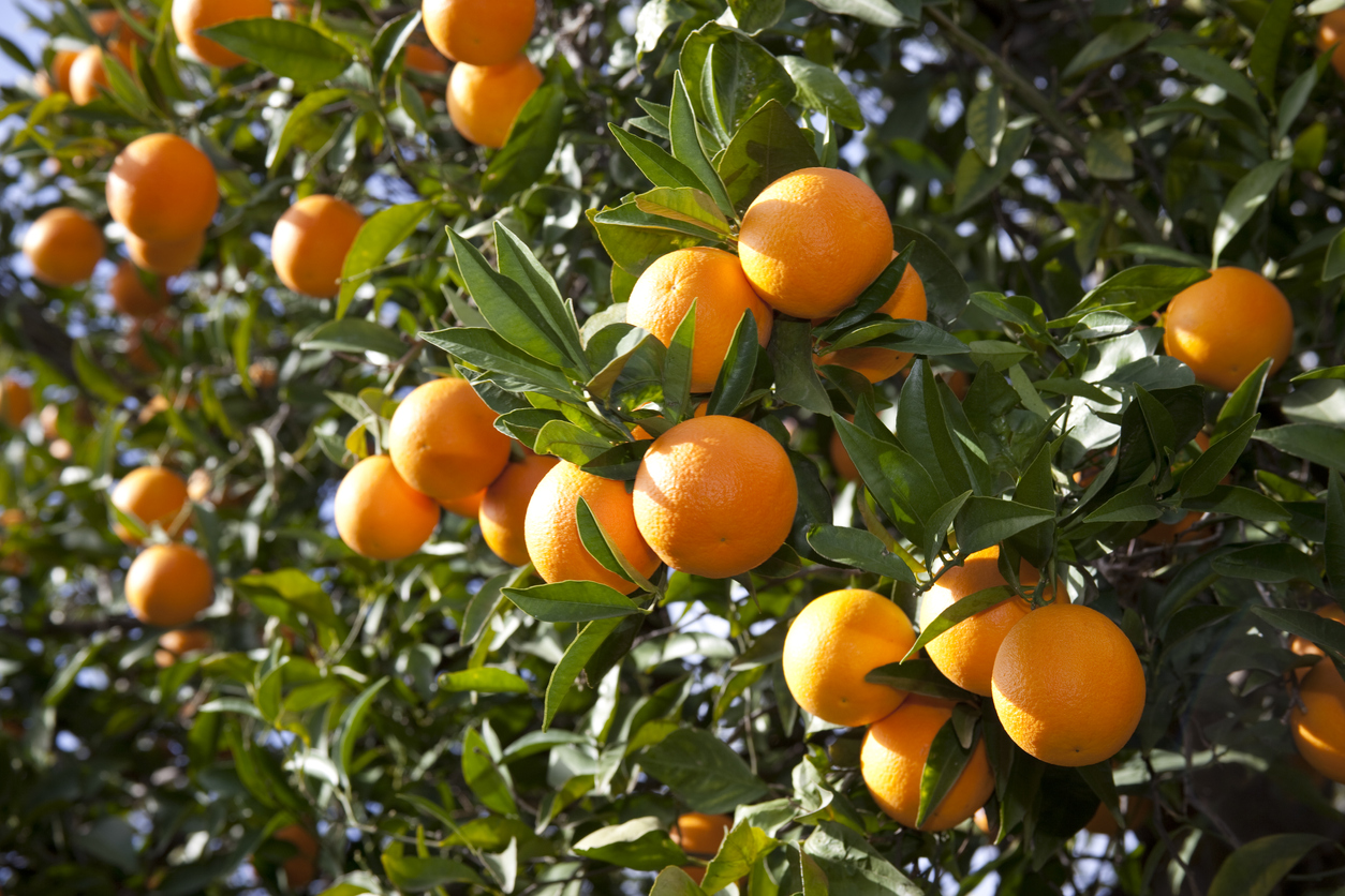 Essence d'Orange douce (Citrus sinensis) ses bienfaits Santé Magazine