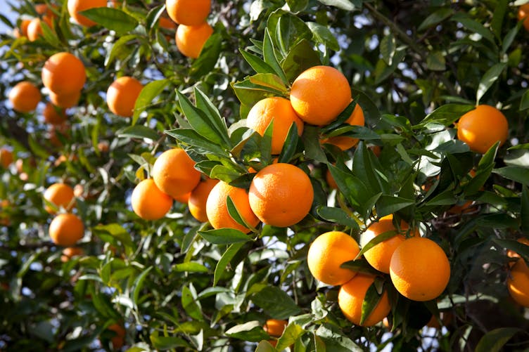 Essence d'Orange douce (Citrus sinensis) - ses bienfaits