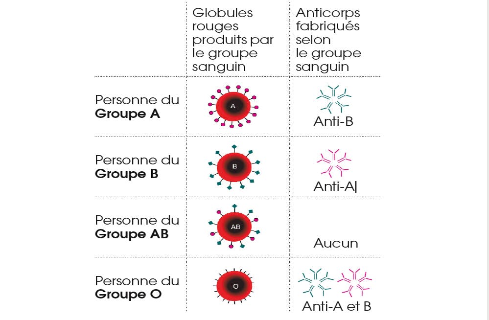 Groupe Sanguin O A B Ab O A T Il Une Influence Sur Notre Sante Sante Magazine Groupe Sanguin O A B Ab O A T Il Une Influence Sur Notre Sante Sante Magazine