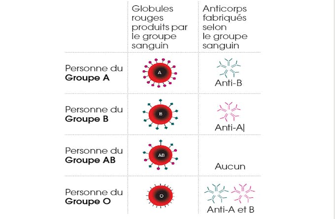 Groupe Sanguin O A B Ab O A T Il Une Influence Sur Notre Sante Sante Magazine