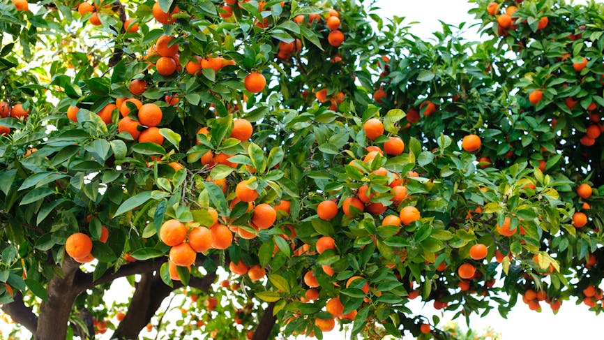 oranger de séville bigaradier