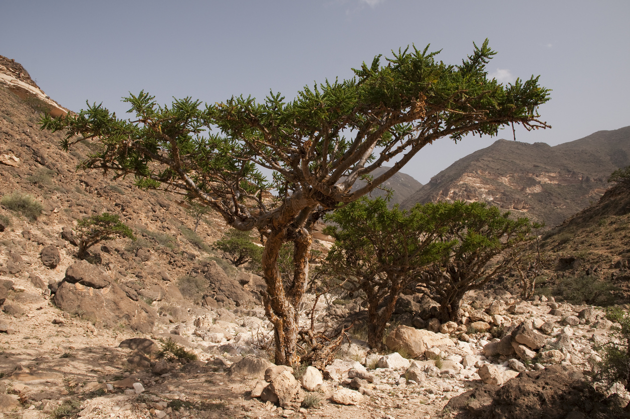 Huile essentielle d'Encens oliban (Boswellia carterii) - ses bienfaits | Santé Magazine