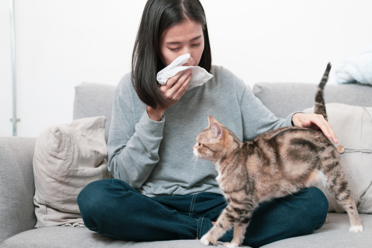 Un nouveau traitement contre l'allergie aux chats ? Santé Magazine