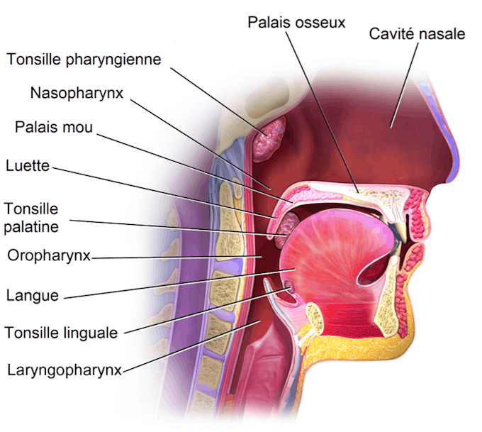Angine Virale Ou Bacterienne Definition Symptomes Traitement Sante Magazine Angine Virale Ou Bacterienne Definition Symptomes Traitement Sante Magazine
