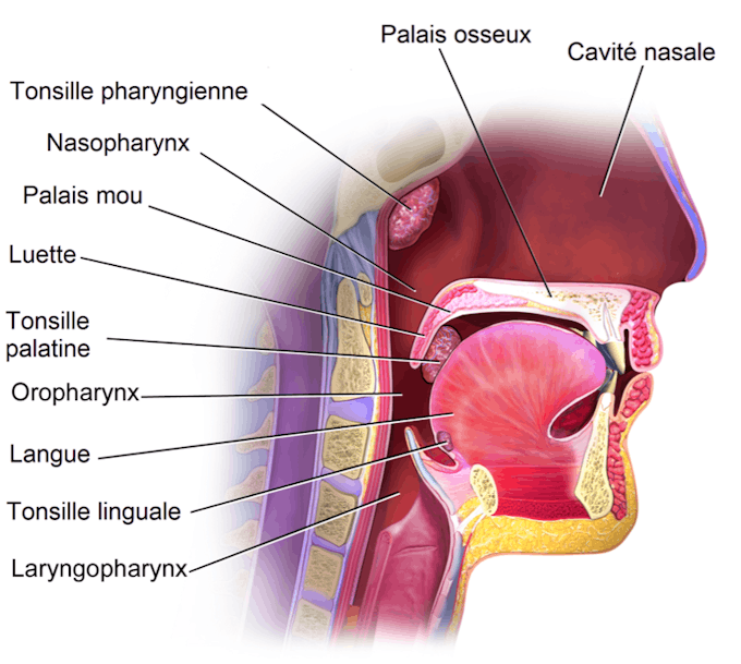 Angine virale ou bactérienne : définition, symptômes, traitements ...