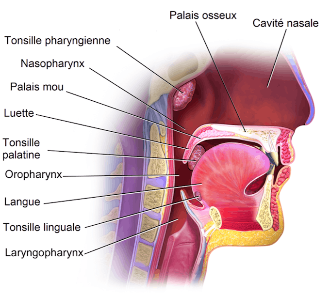 Vous savez faire la différence entre angine et pharyngite d'ailleurs ?
